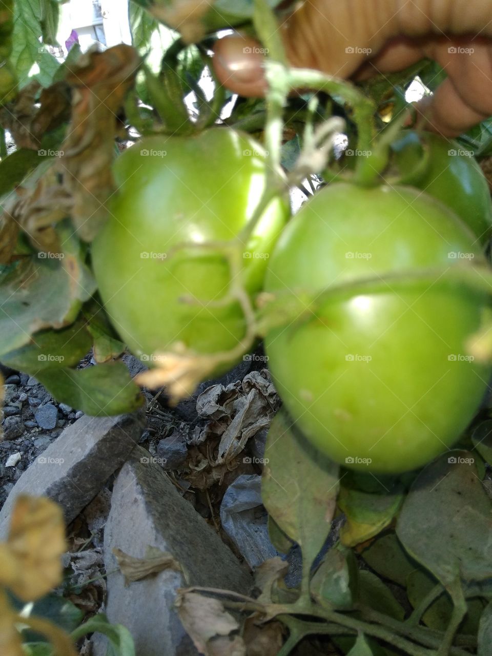 time to verry nice tree