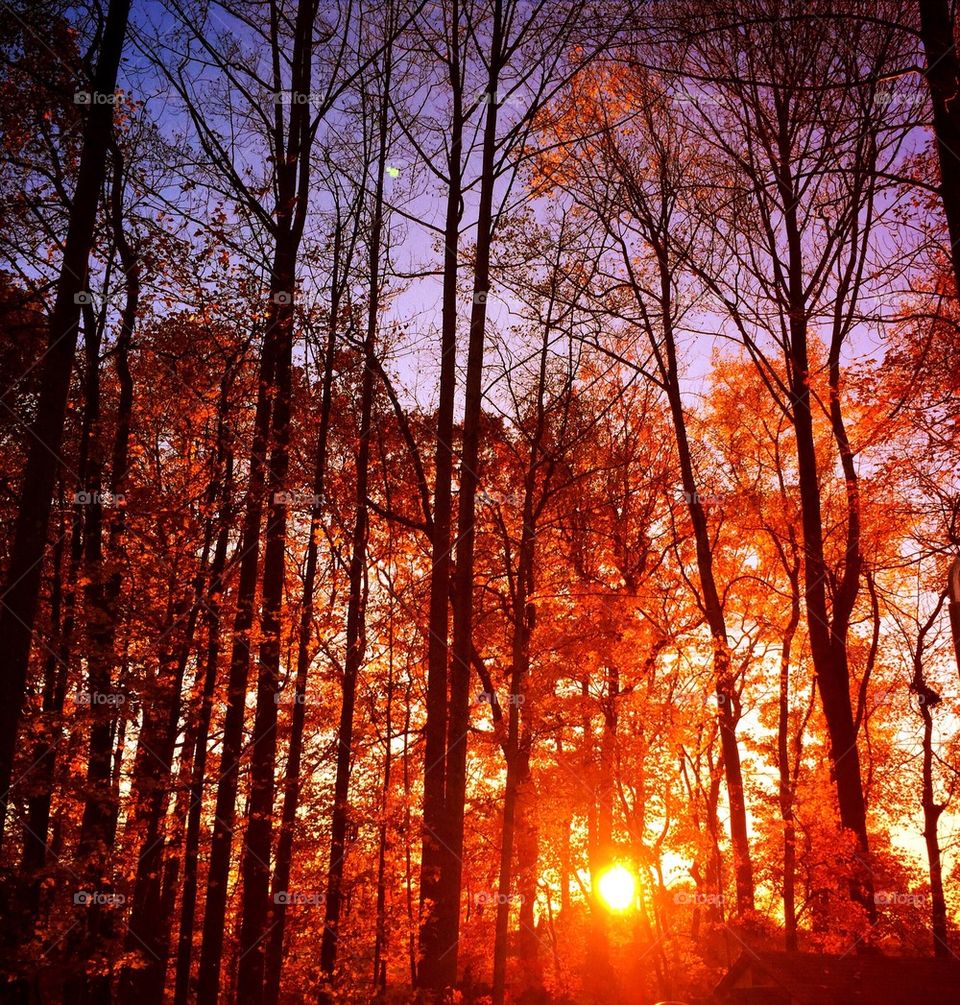 Sunset through Autumn Trees