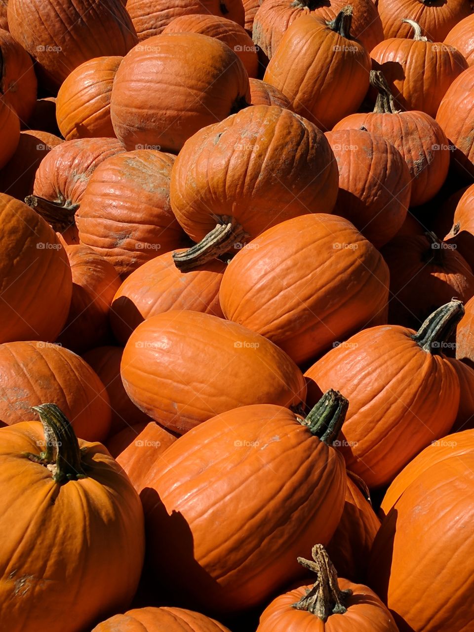 So Much Orange (Pumpkin)