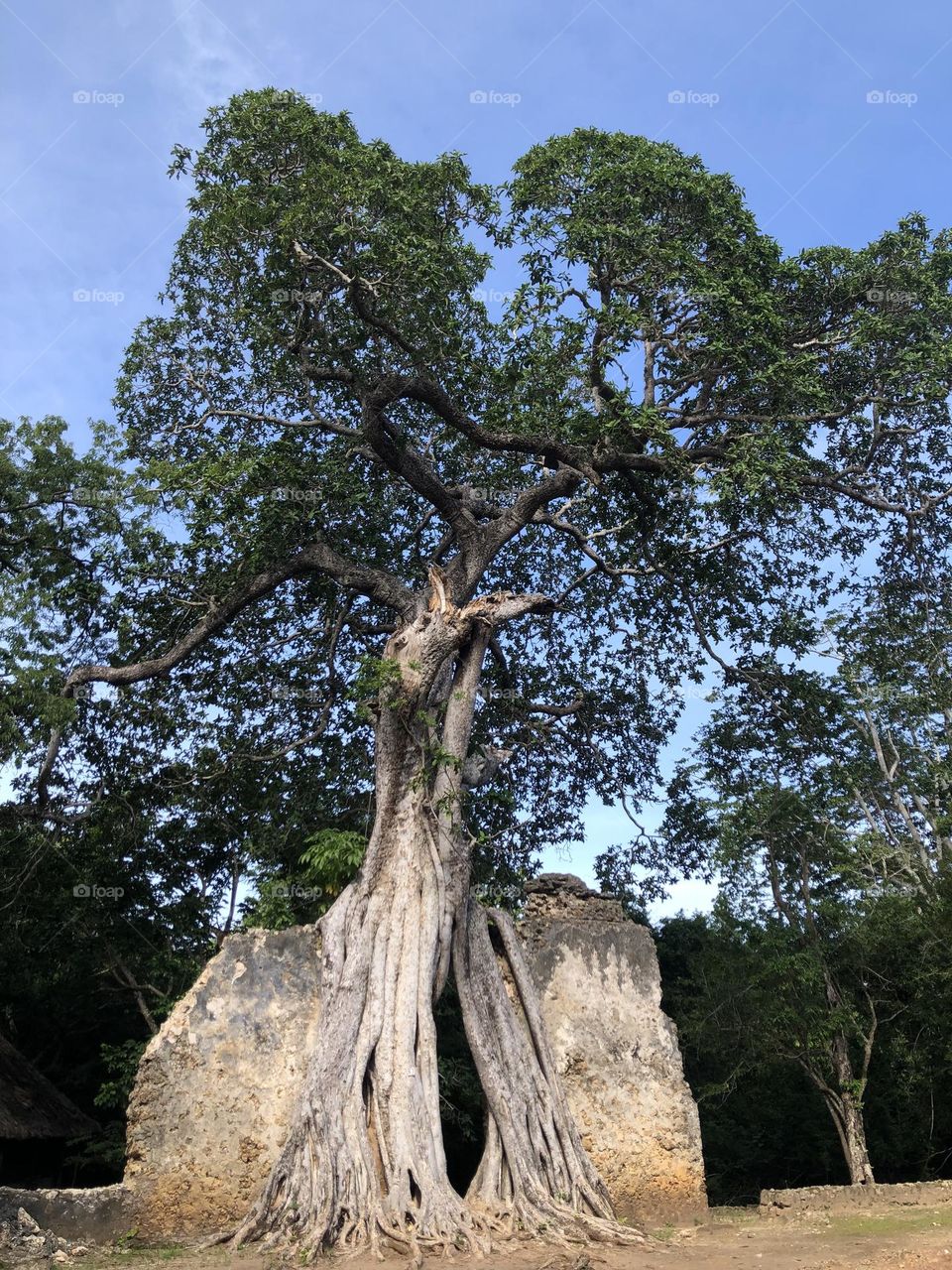 The older and gnarlier the tree, the better the shade 