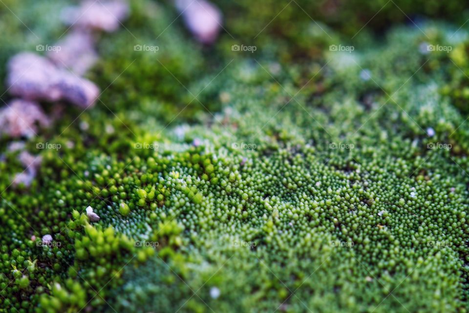 moss