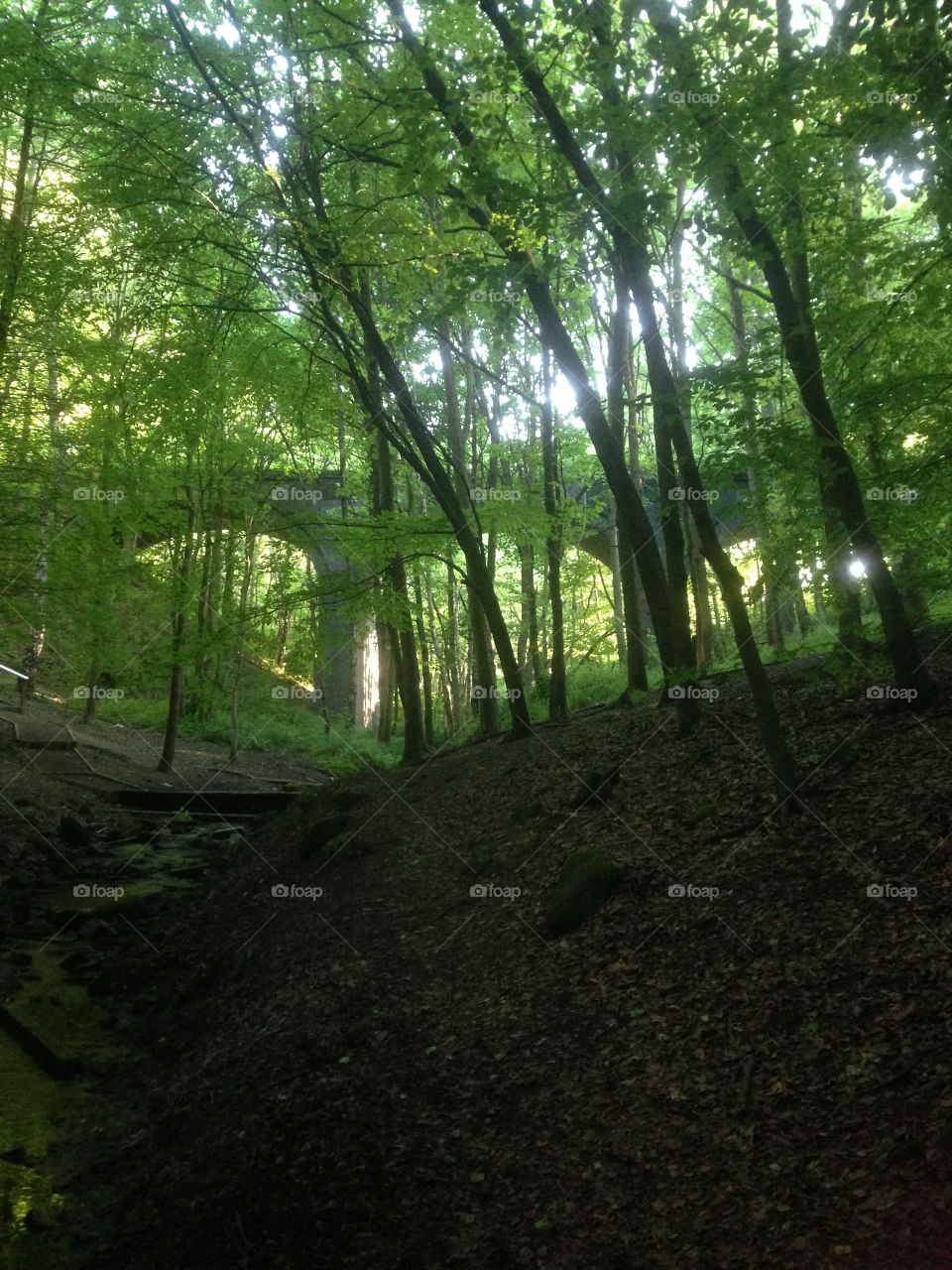 Bridge in the woods 