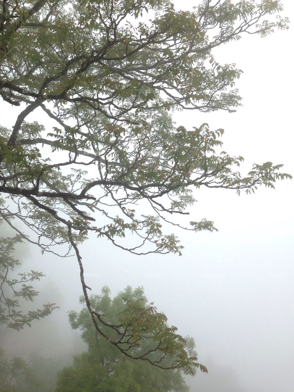 Tree branches is foggy weather