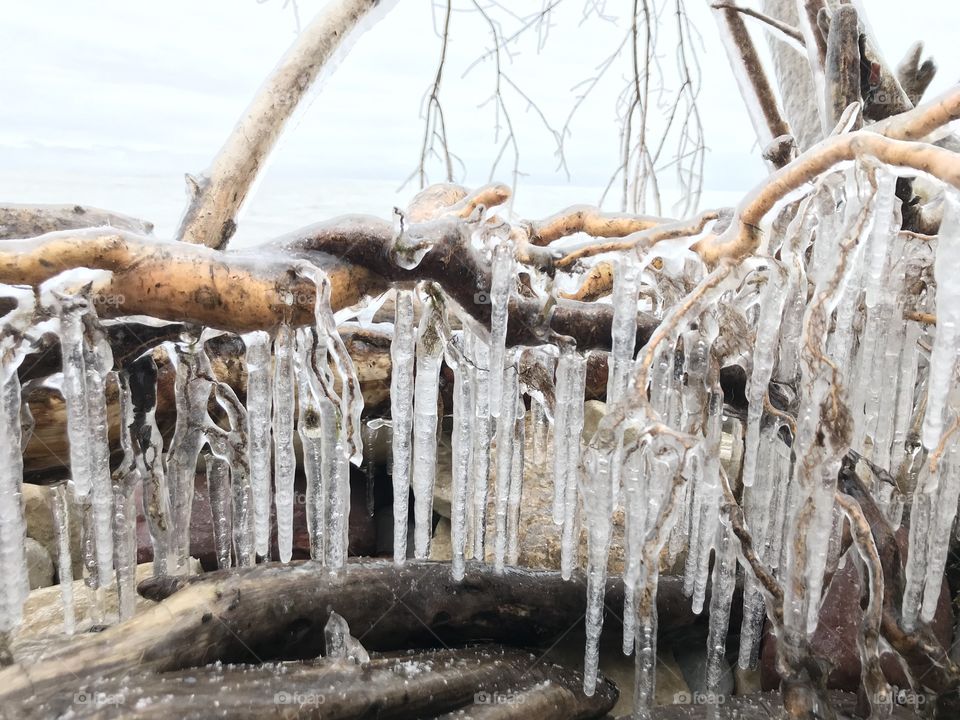 Icicles hanging from tree branches 