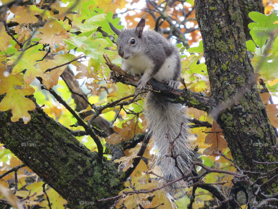 Gray squirrel