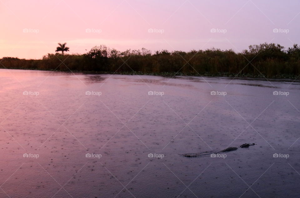 Gator in purple rainy sunset
