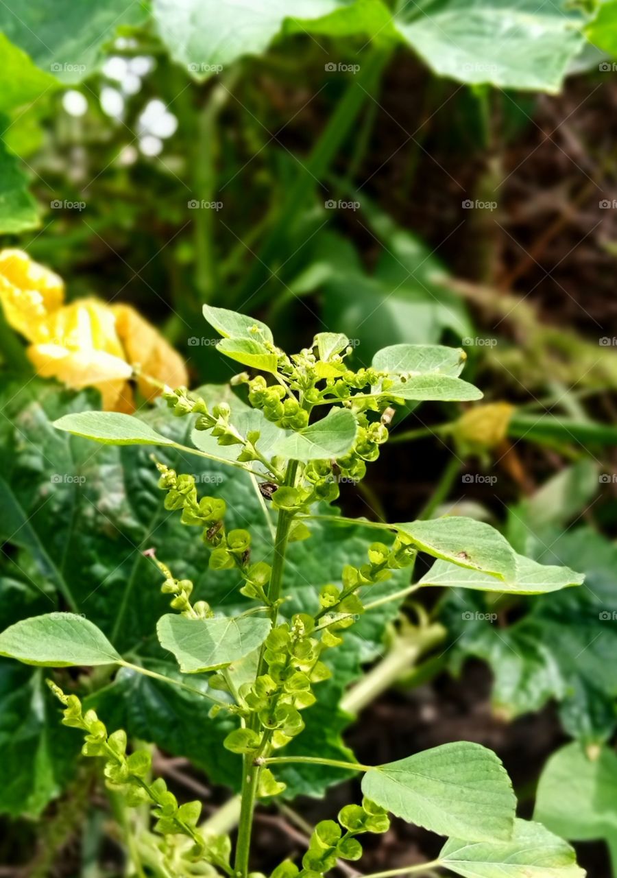 super green plant with newly sprouting buds in afternoon view