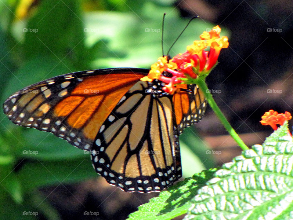 spring flower butterfly insect by landon