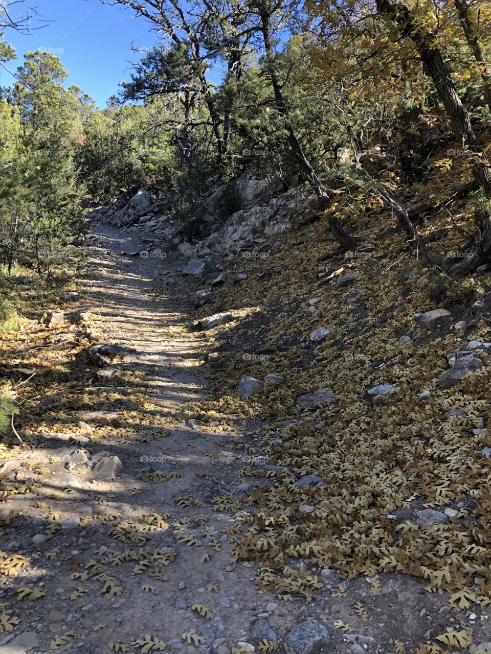 Hiking trail in the Sandia Mountains 