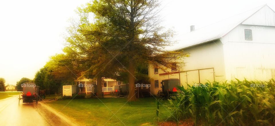 Amish Gathering