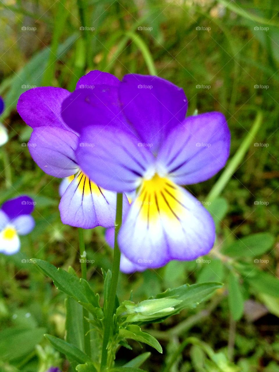 #Clash Of Color - nothing like pansies against green for a pop of color.