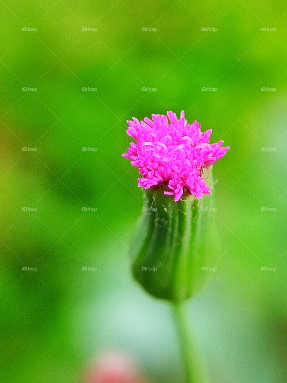 Flower is one of the nature beauty in this world.
Photo taken using Samsung phone & macro lens.