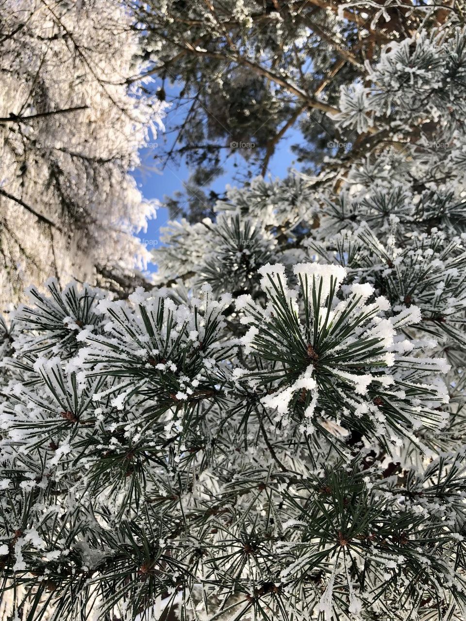 Frozen pine tree / Thollon-les-Mémises / 🇫🇷