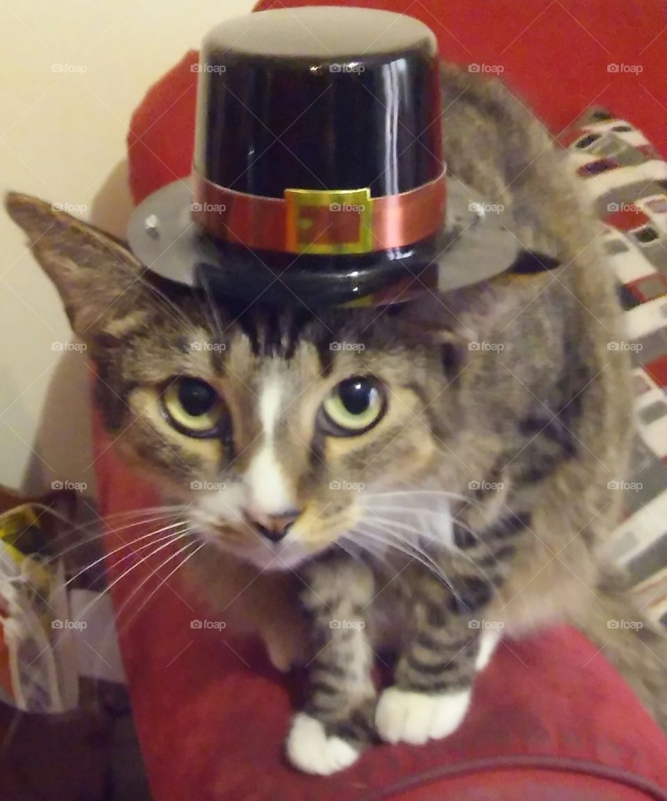 Cat in the Pilgrim Hat