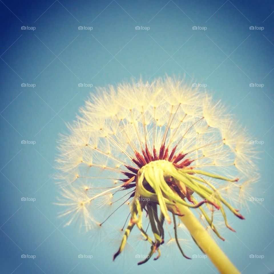 Make a Wish