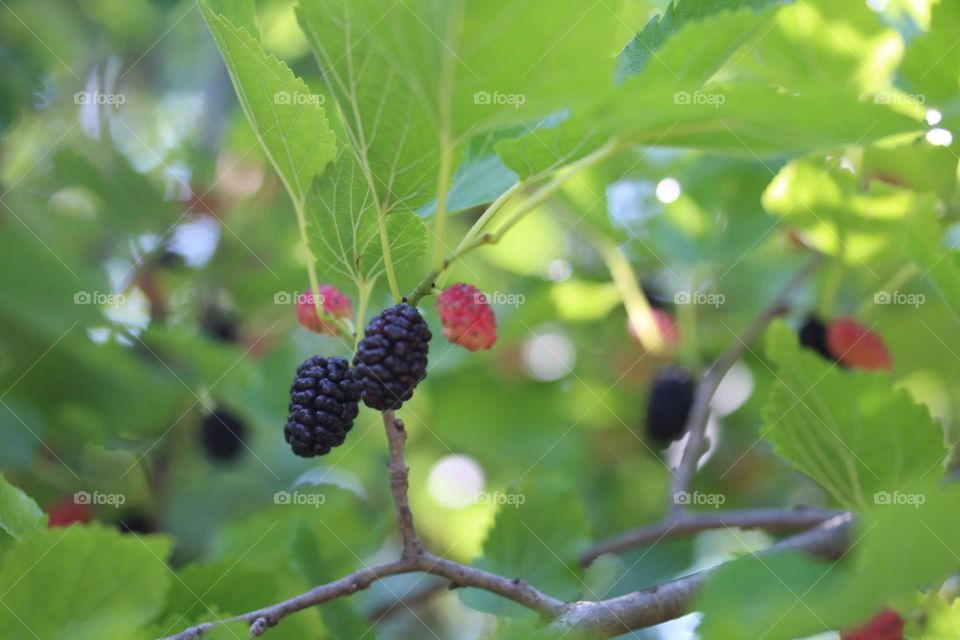 Berries