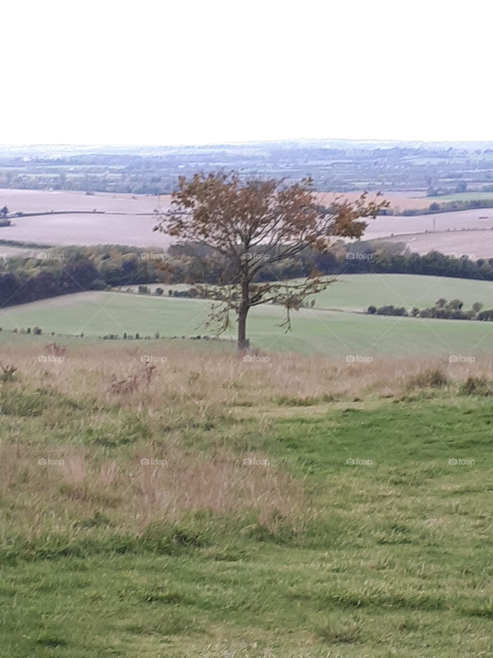 Landscape, Tree, Grass, Nature, Hayfield