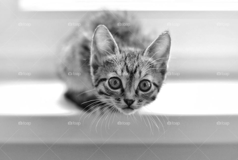 Curious kitten looks at a man sitting on a windowsill