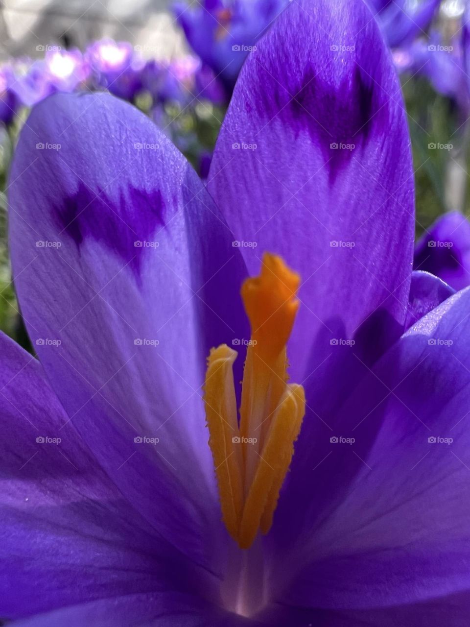 The crocus flower