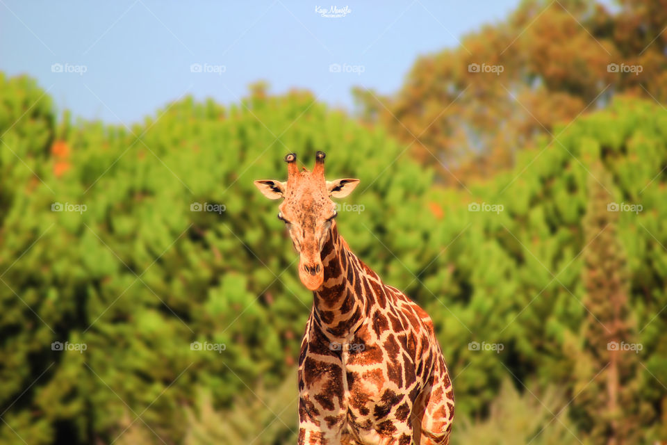 The Giraffe