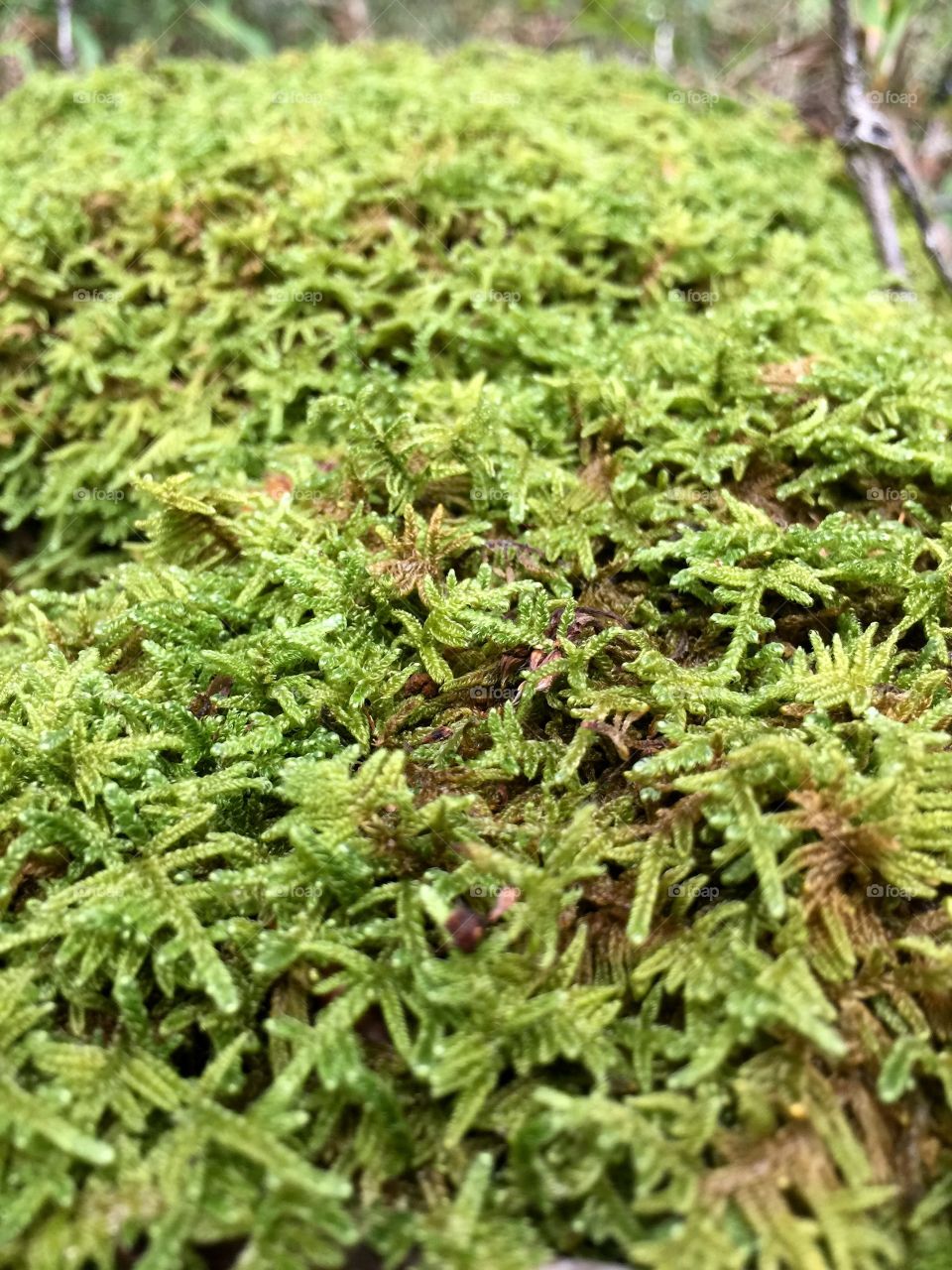 Moss