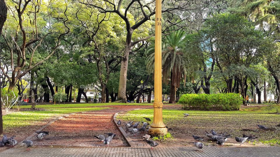 piggeons at Buenos Aires sqyar. track on palermo park