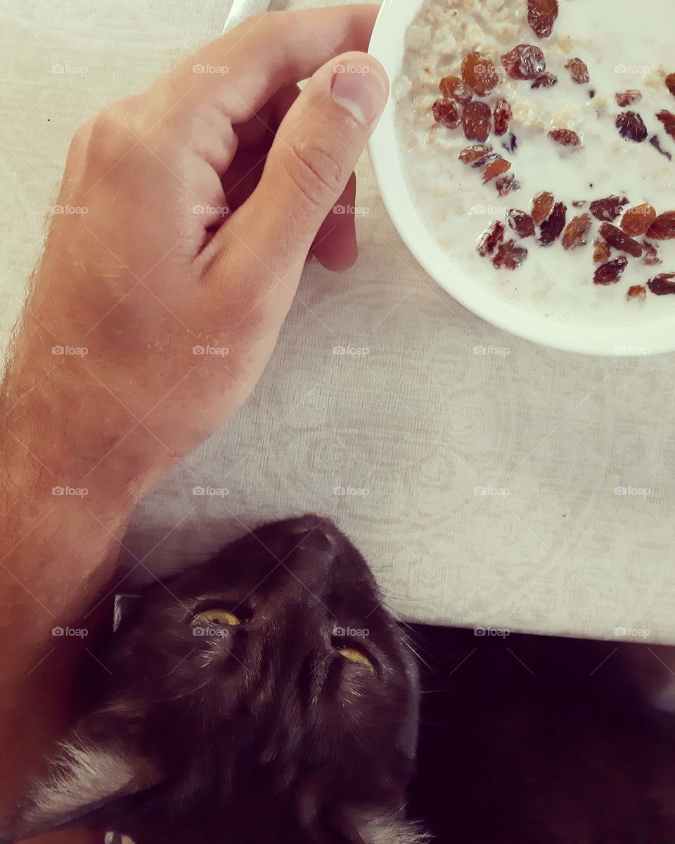 breakfast with cat