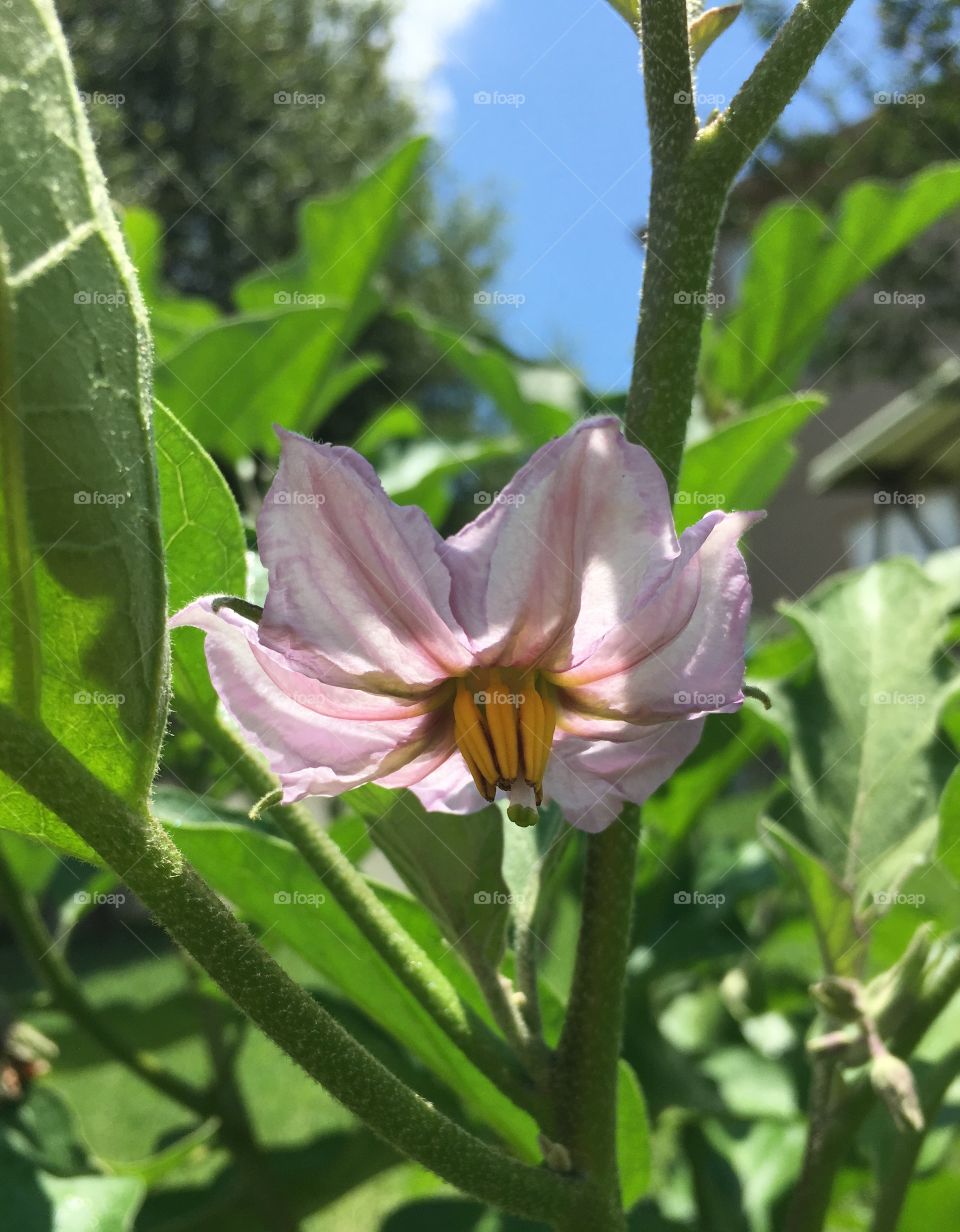 Close-up of a flower