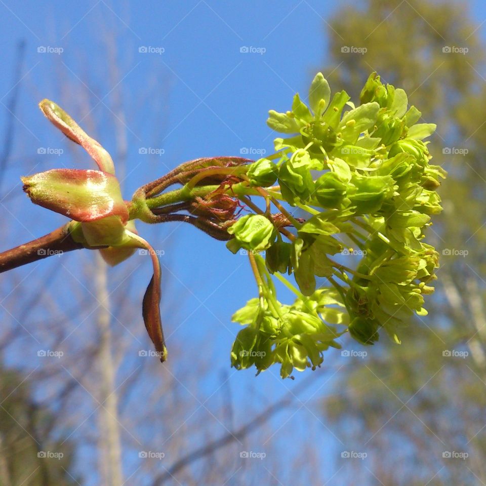 Tree spring flowers 