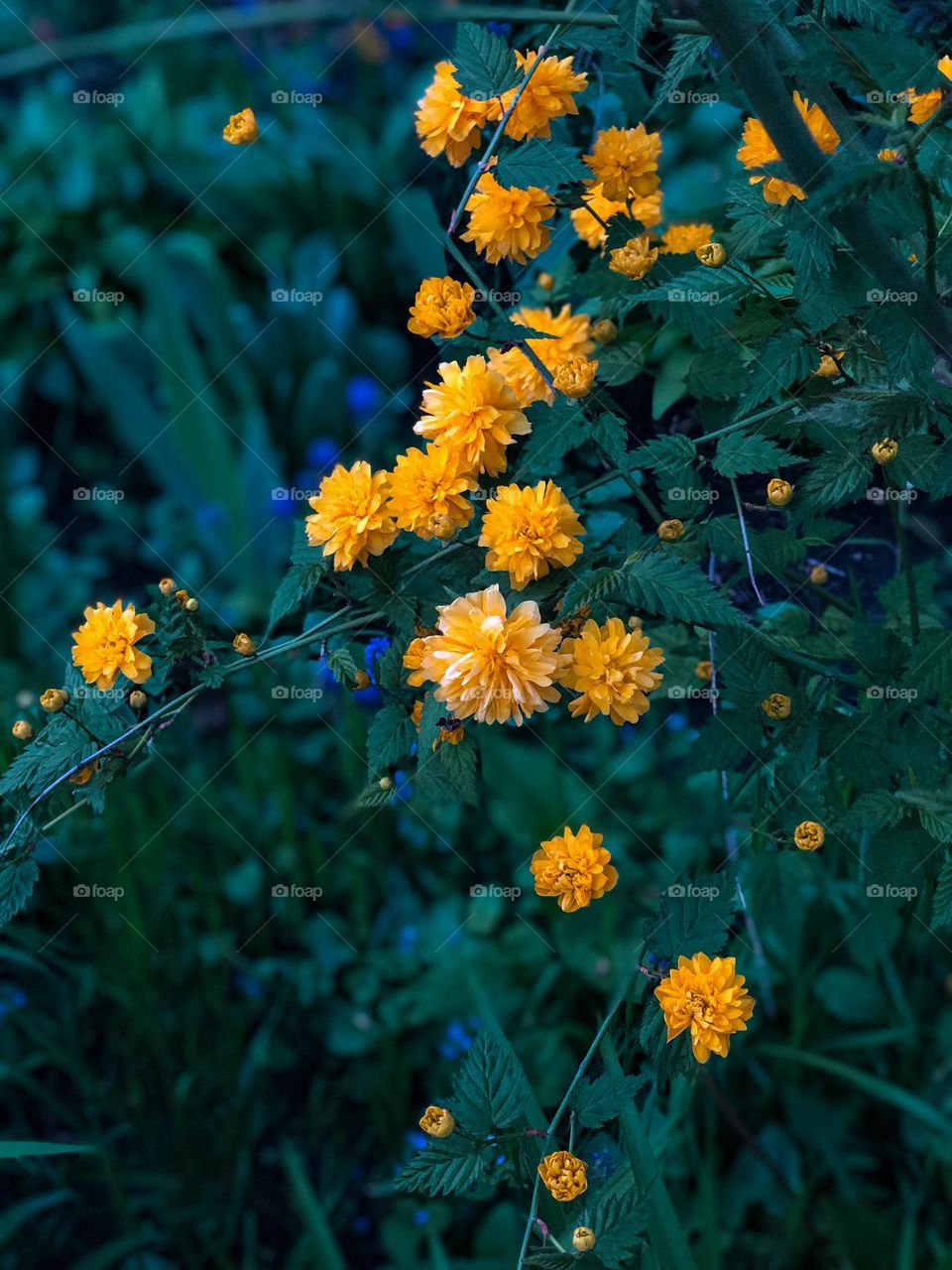 Green leaves, yellow and blue flowers