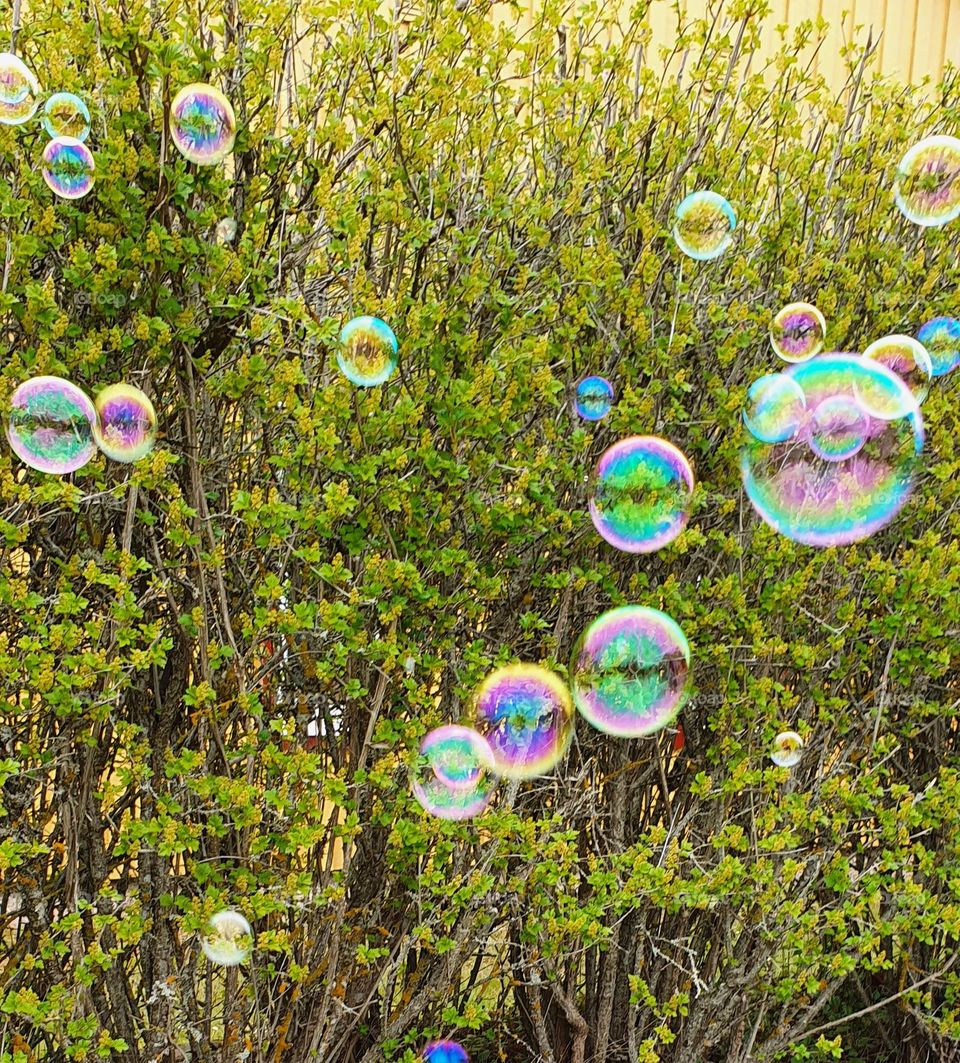 bubbles