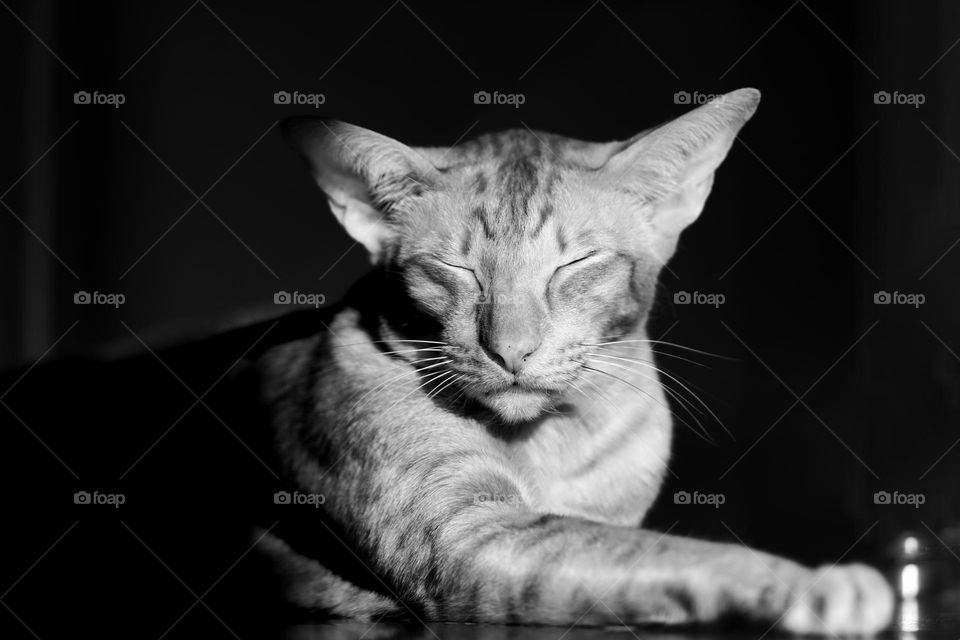 Black and white portrait of sleeping cat 