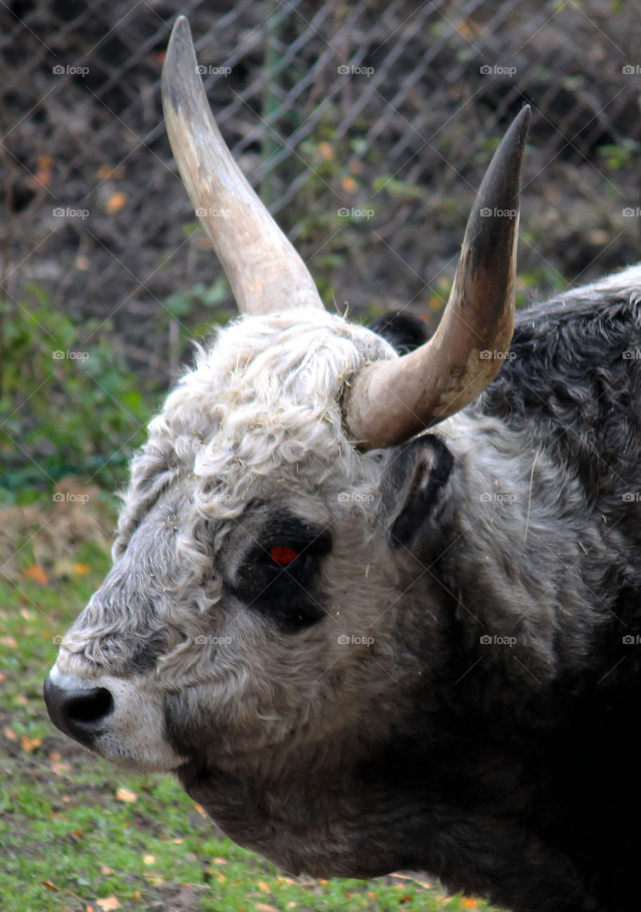 Close-up of bull