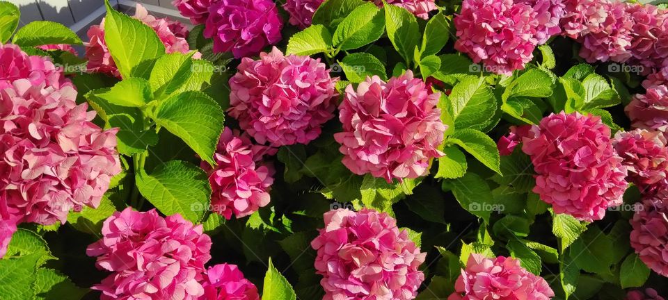 Pink Hydrangea
