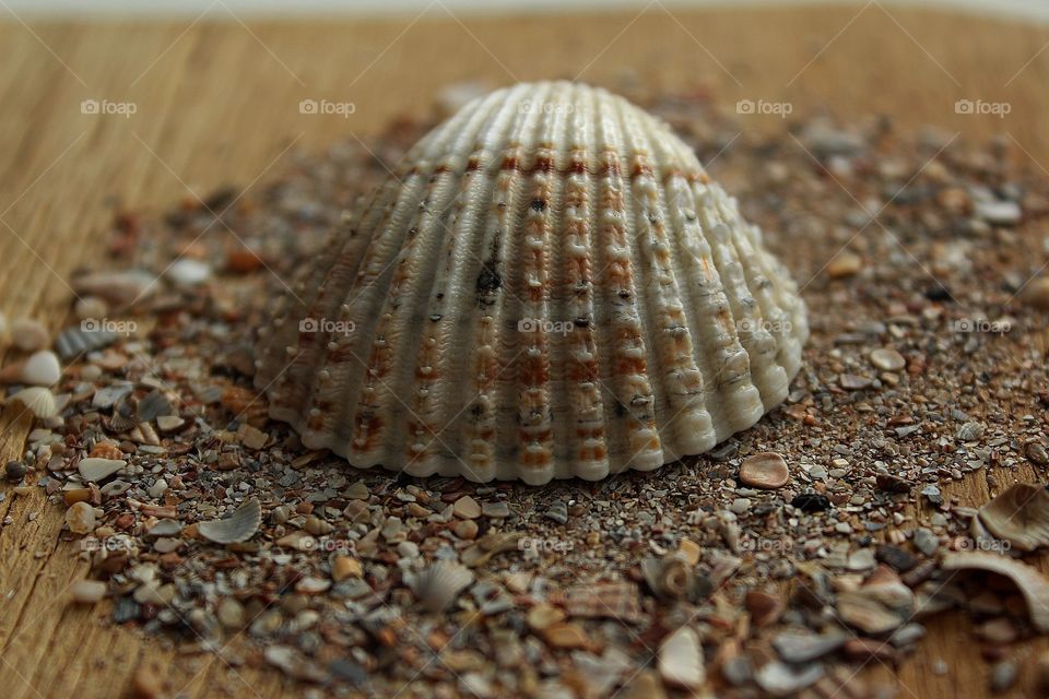 Extreme close -up of seashell