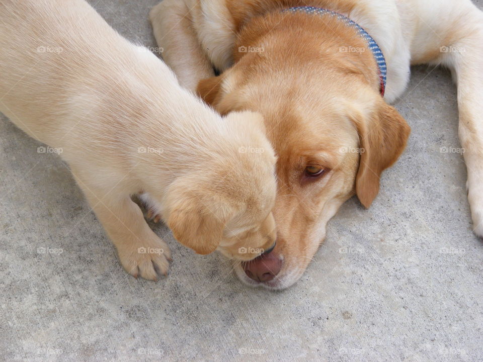 Yellow labs