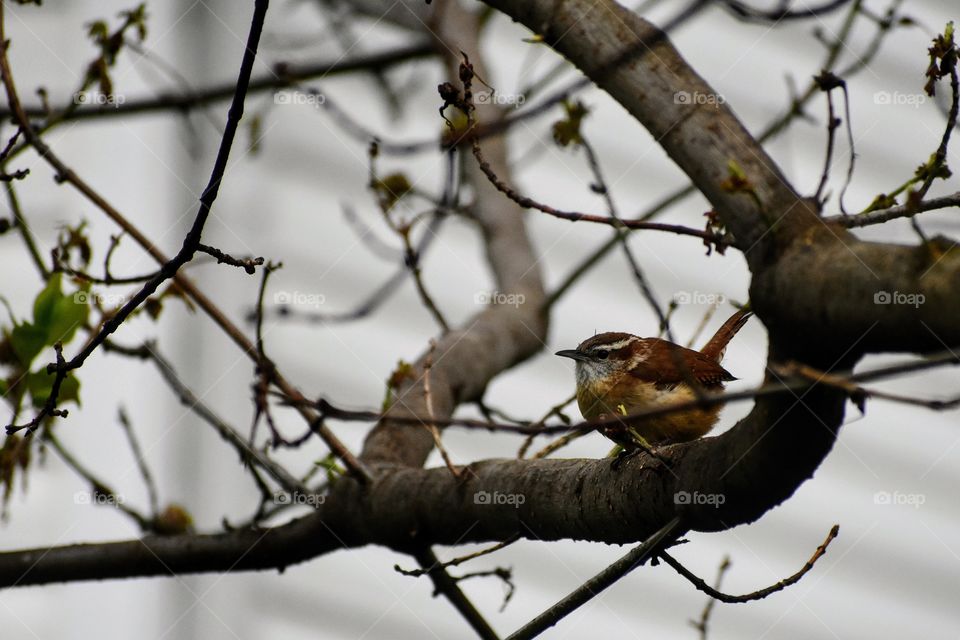 Small bird Carolina Wren perched on tree branch 