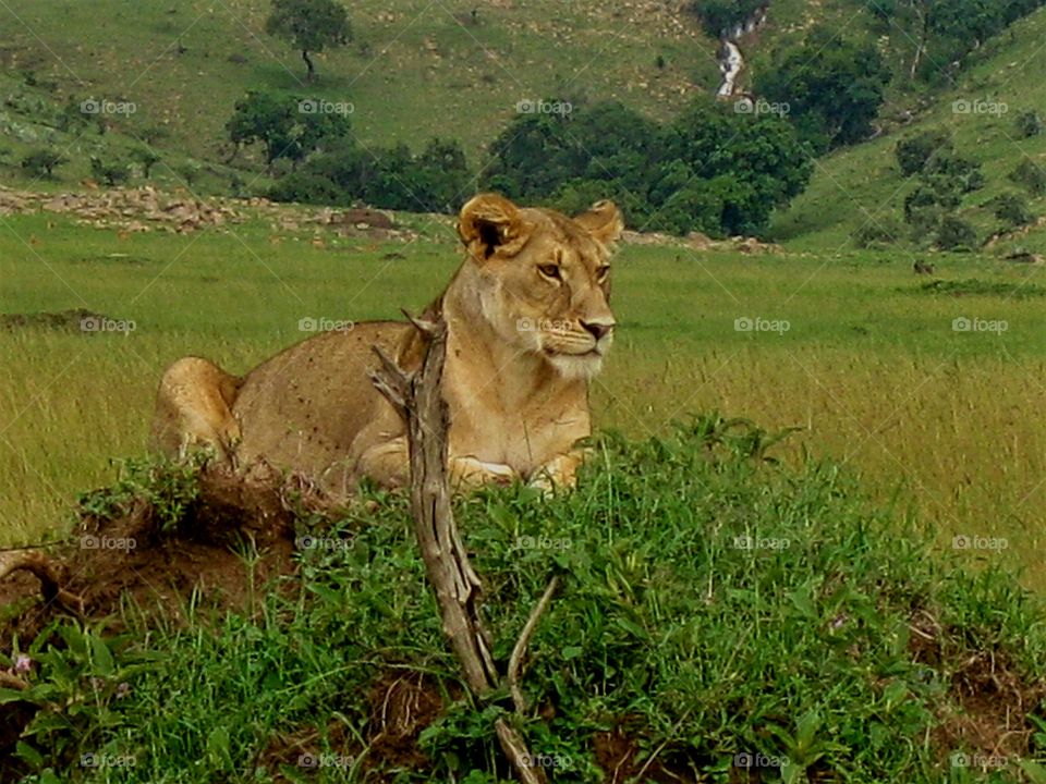 Lion on a hill