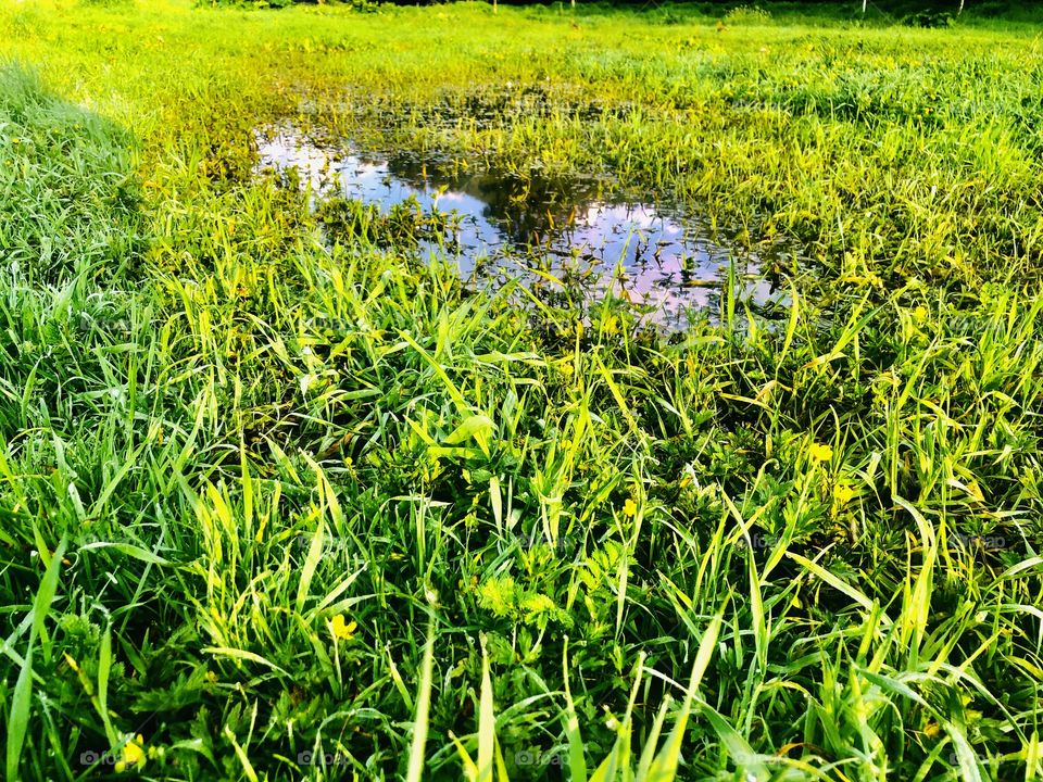 Green grass and puddle