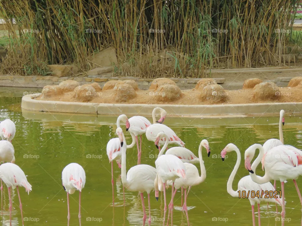 Flamingos 🦩