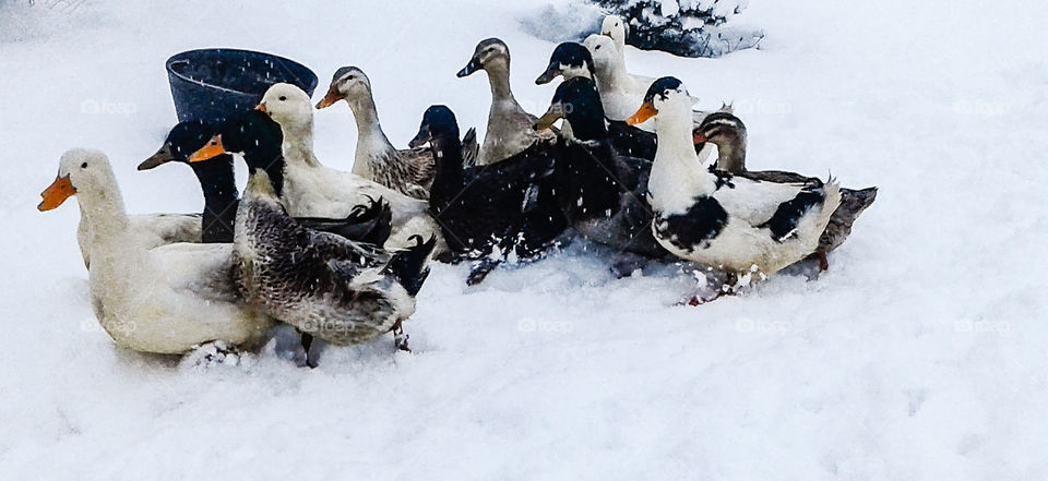 ducks in snow