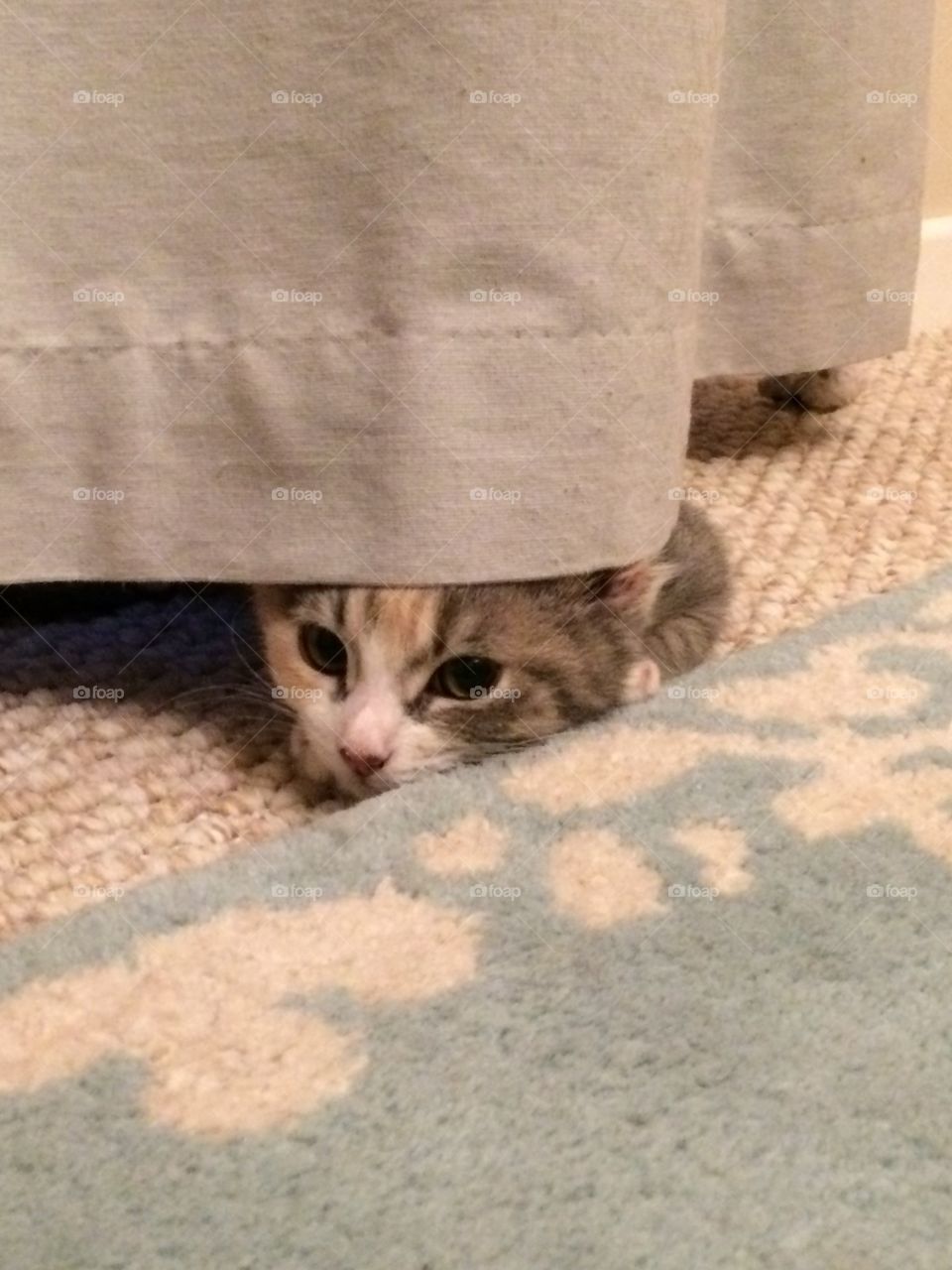 Calico cat peeking out from under the curtain