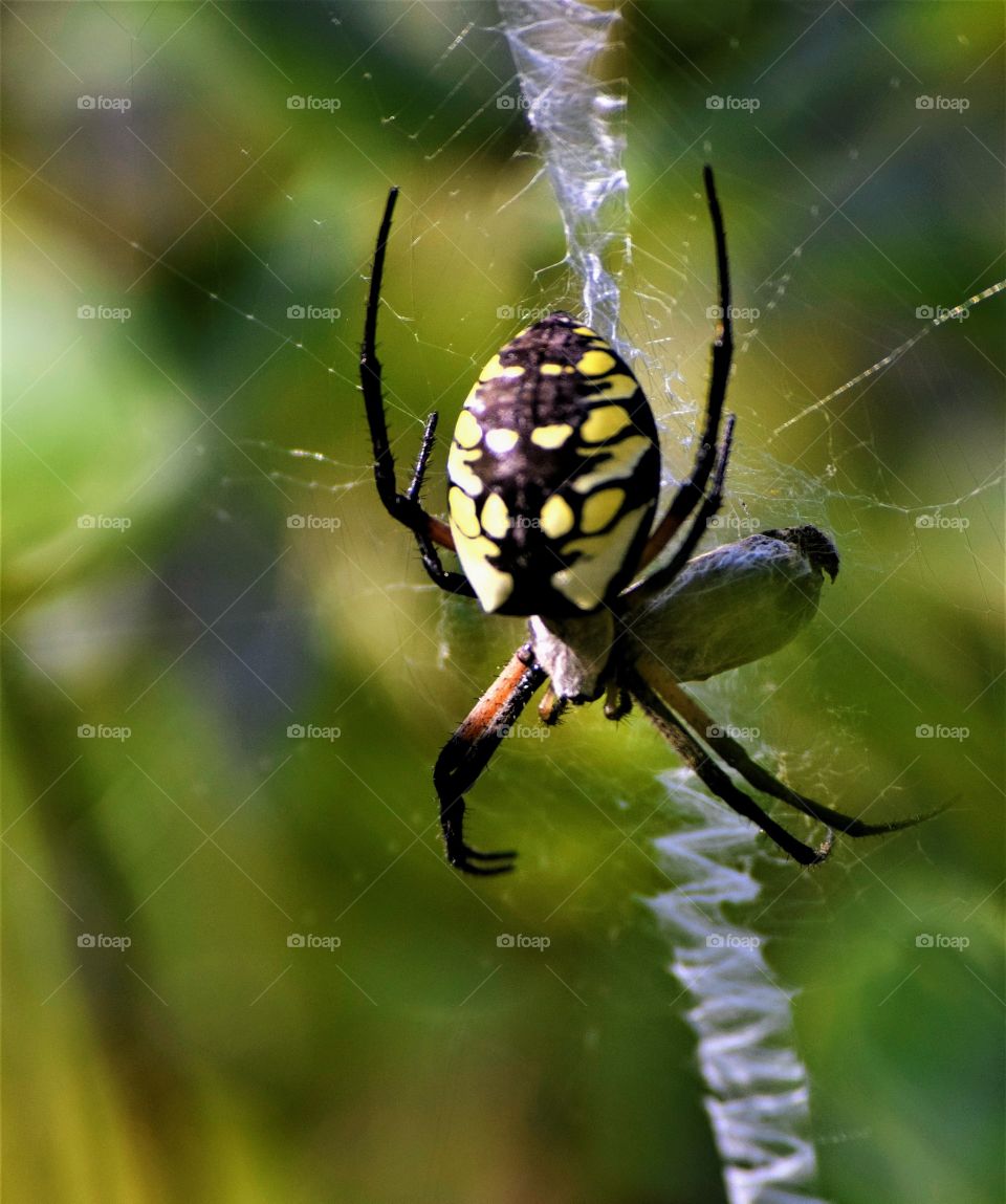 Yellow Garden Spider