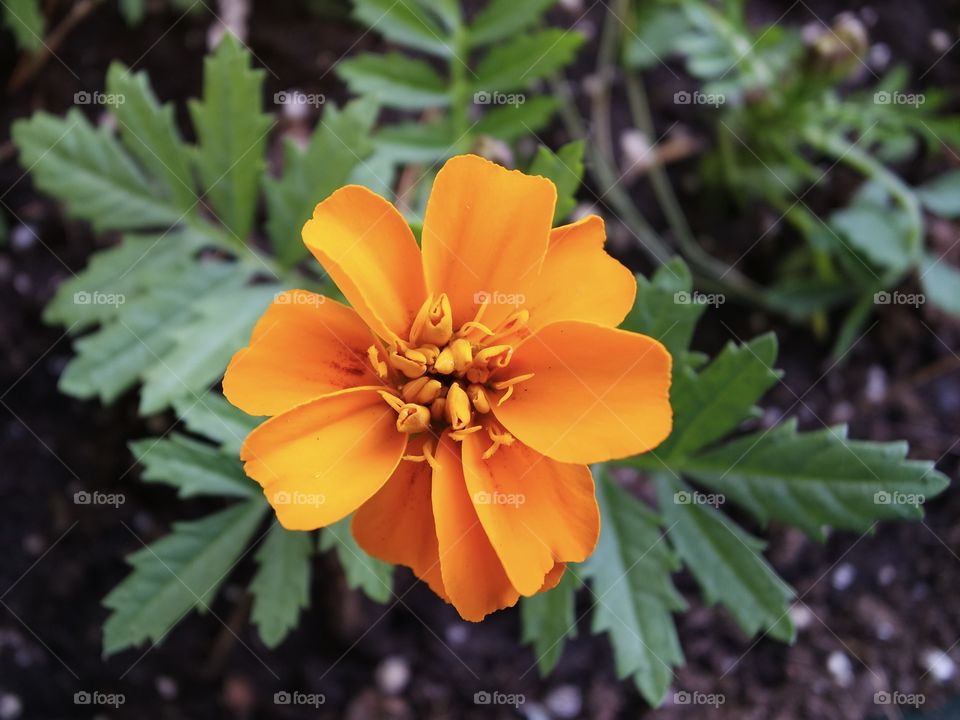 Garden flower