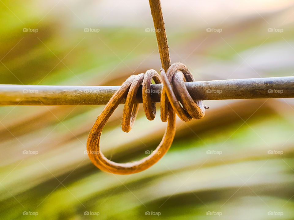 dry vine from plant wrapping around metal wire