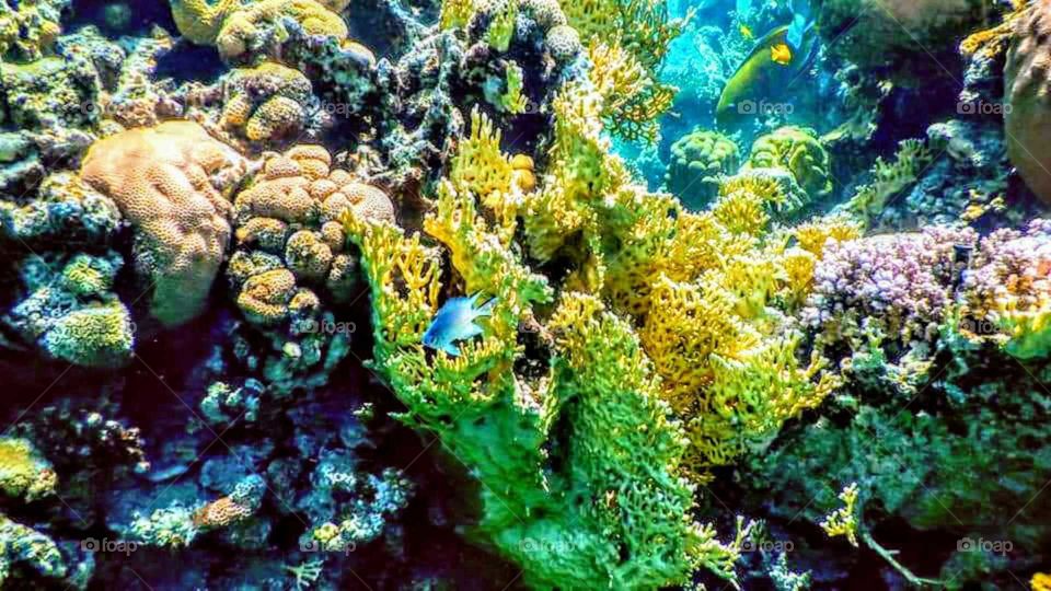 Admire the beauty of the canals of the Red Sea with us ...