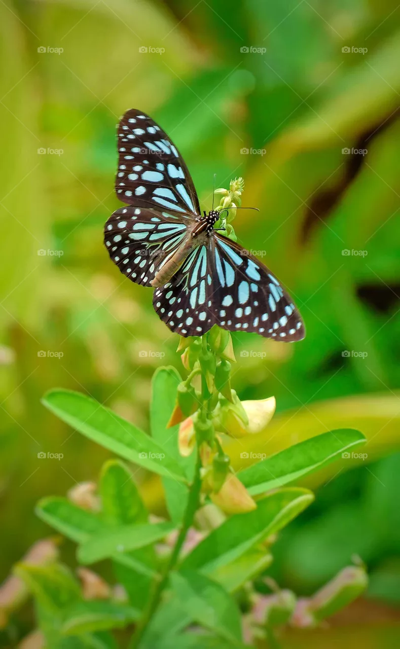 blue butterfly in the garden