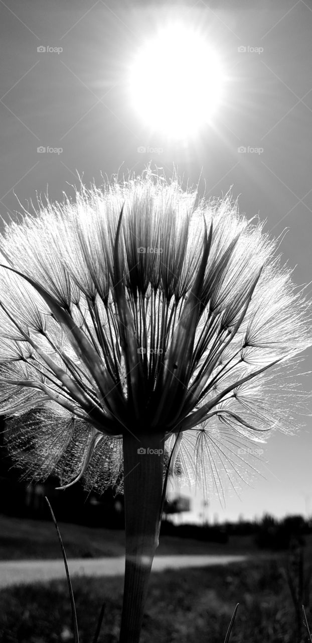 Dry dandelion flower