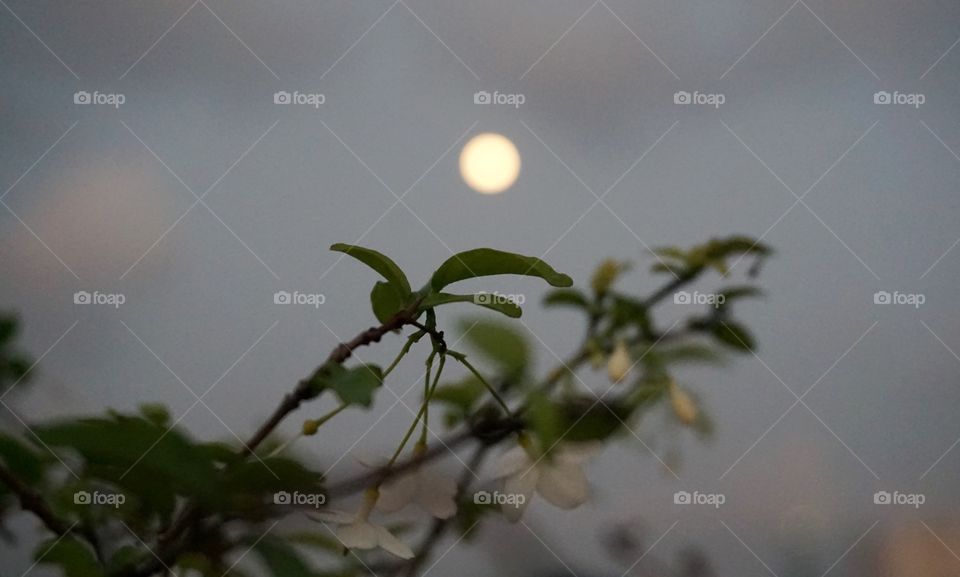Wild water plum with moon