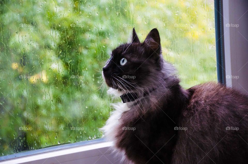 Close-up of cat sitting by window